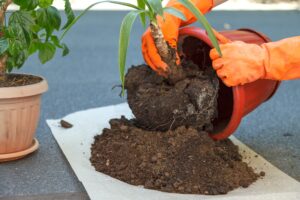 Hands in orange safety gloves hold the plant Yucca for planting in a large brown plastic pot