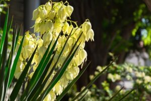 Yucca blooms garden