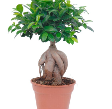 Bonsaj Ficus Ginseng