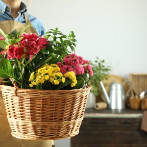 Concept of gardening, woman with wicker pot of flowers, space for text