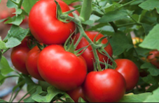 Tomaten düngen